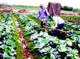 Priorité à l’investissement dans l’agriculture, la paysannerie et la ruralité - ảnh 3